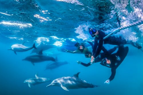 dolphin swim newcastle